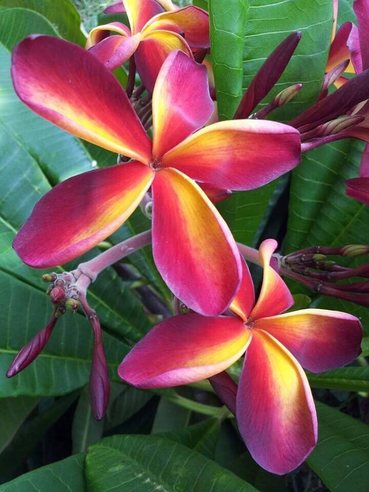 Rare Plumeria Tequila Sunrise, limited ,1 cutting, no roots