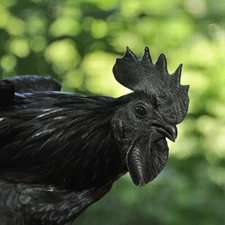 5 RARE Ayam Cemani Hatching Eggs🐣 from Black 🖤 Show Quality Birds NPIP🖤
