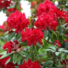 Rhododendron Red Jack - 5Ltr Pot Large XXXL Premium Flowering Evergreen Shrub