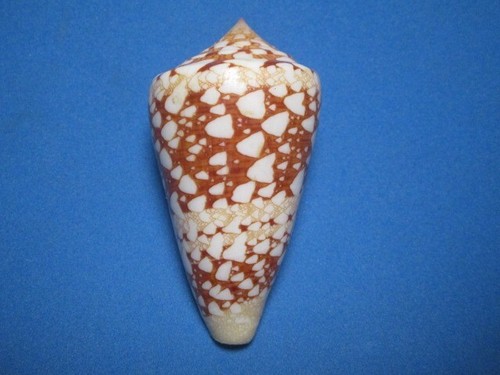 Conus ammiralis f. princeps (Linnaeus,1758) "CARAMEL;GIANT!" (60.8mm) - Picture 2 of 6