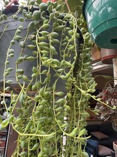 4 x Senecio String of tears unrooted Cuttings 6inches