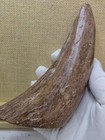 Ice Age Bull Horn Fossil, Science Popularization Specimen - X78