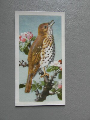 Brooke Bond original 1957 tea-card ''Bird Portraits'', No.5 ''Song Thrush''.