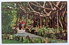 Giant Banyan Tree Ficus Altissima at Miami's Parrot Jungle FL Vintage Postcard
