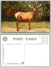 New York Zoological Park American Wapiti Elk Quadr-Color Postcard PB37-Z