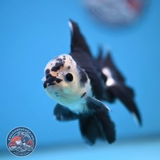 Panda Rosetail Oranda 3.5 inch Body 251219 OR05 