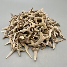 1 LB (approx 400 Teeth) Wholesale Group - Extinct Sand Tiger Shark Teeth- KZ