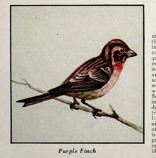 Purple Finch Bird Print 1931 Blue Book Birds Of America Animal Art PCBG21D
