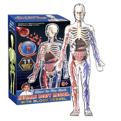 4D Human Body Anatomy Model DIY Skeleton Toys Educational Science Kit for Kid