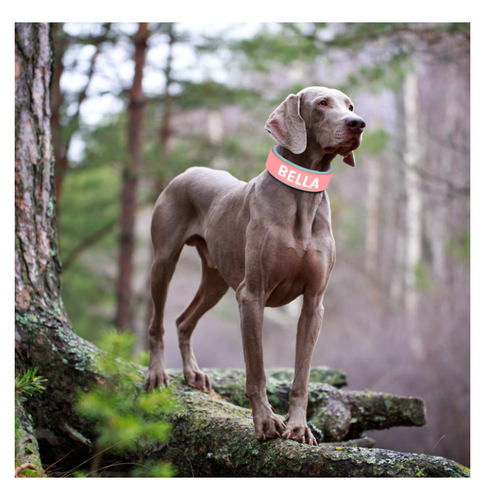 Wide Leather Personalised Dog Collar Custom ID Name for Small Medium Large Dogs - Picture 5 of 14