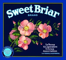 La Verne Lordsburg Sweet Briar Roses Orange Citrus Fruit Crate Label Art Print