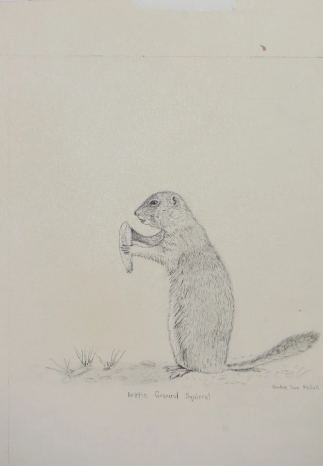 Boceto de dibujo a lápiz de colección Ardilla terrestre ártica Candace McCall Americana II Foto 2 de 4