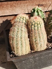 Echinocereus dasyacanthus Hardy Cactus SEEDS! Texas Rainbow Cactus