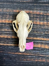 Real Red Fox Unique Animal Mount Halloween Skull Art Craft Mountain Man Canine