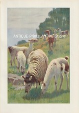 Lama  (Lama glama) seltener Farbdruck von 1901 Wilhelm Kuhnert Afrika