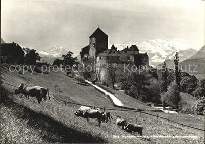 Vaduz Castle Cattle Pasture Cows Alpine Panorama