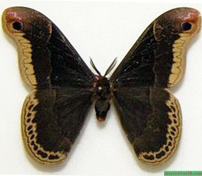 Saturniidae Callosamia promethea USA  male REAL MOTH