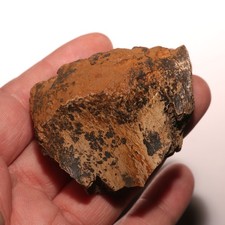 Huge Dinosaur Vertebrae Process T.rex? Tyrannosaurus Rex - Hell Creek Formation