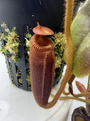villosa tambuyukon × lowii y's (NNN) Nepenthes Villosa Tambuyukon XL Specimen | eBay
