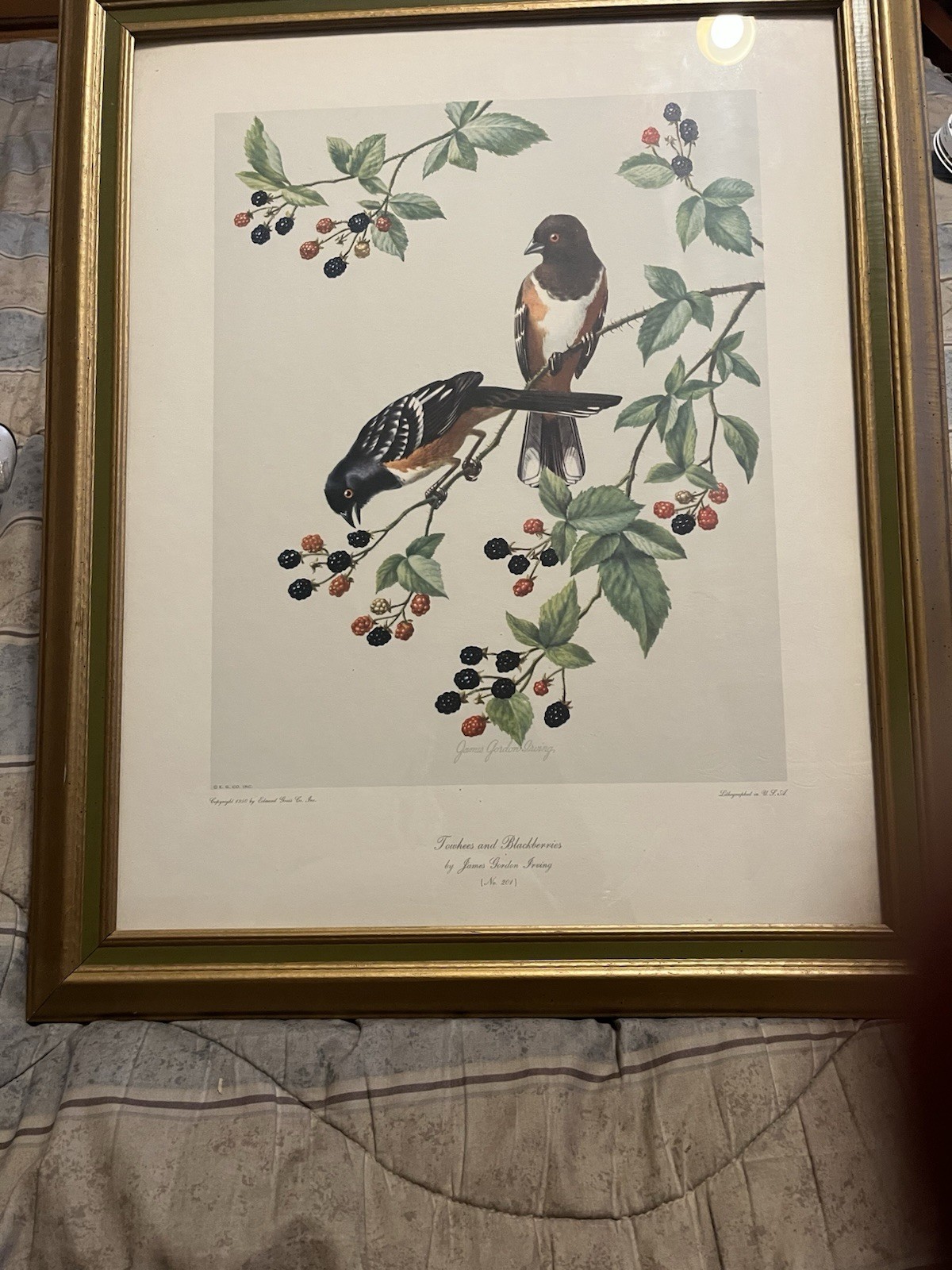 Vintage 1950S Lithograph James Gordon Towhees And Blackberries