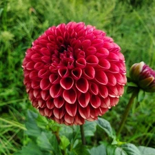 1 -COPPER BOY Giant Ball Dahlia Bulb Tuber Clump / LARGE 4 - 5 Inch BLOOMS