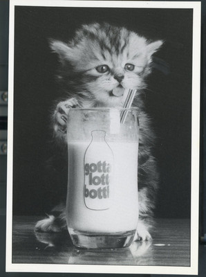 CAT-KITTEN GOING FOR A STRAW IN A GLASS OF MILK-B/W-SPOIL ME--4''X6''(CAT-4*)