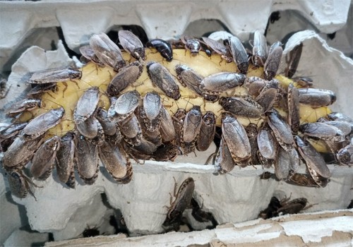 starter colony lobster roach cockroach Nauphoeta cinerea LIVE FOOD - Picture 3 of 4