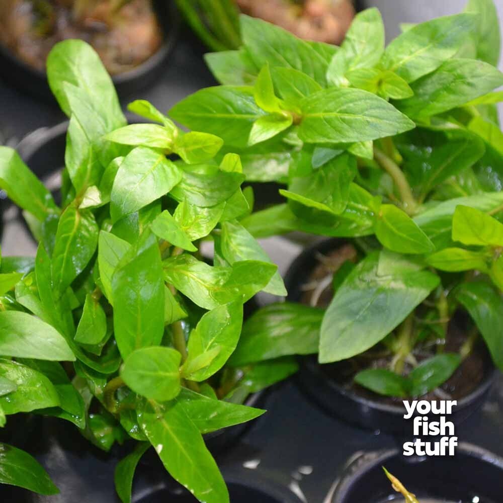 Staurogyne Repens Emersed