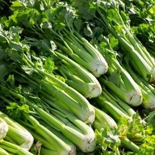 Celery Seeds, Tall Utah Heirloom, Non-GMO, Crisp & Flavorful, Free Shipping