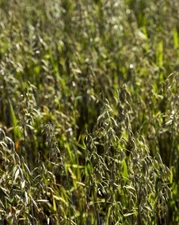 10 lbs. Winter Bob Oats Cover Crop Wildlife Food Plot Fast Growing