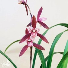 Cymbidium Ensifolium     Yearly Red         All Season Blooming Highly Fragrant