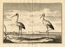 2 Antique Prints-IBIS-STORK-Perrault-Duflos-1734