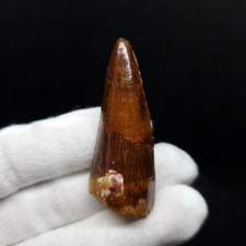 Beautiful Spinosaurus Dinosaur Tooth Fossil 1.8 Inches Morocco