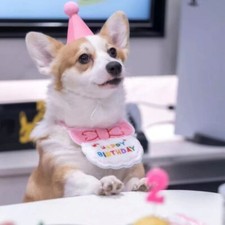 Doggy Cat Birthday Bib Pet Birthday Cat Birthday Bandana Scarf Party Hat Mini