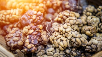 1 lb authentic Kopi Luwak Gayo wild Civet whole beans coffee roasted