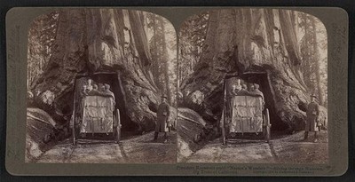 Wawona California Theodore Roosevelt 1903 Sequoia Tree Tunnel Carriage