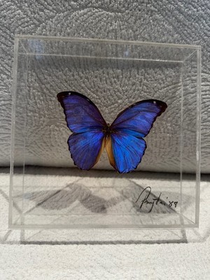 Blue Morpho Didius Butterfly, Acrylic Frame 7'' x 7'' signed Paul Purington, 1988