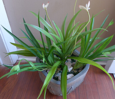 3 Pcs Artificial Plants Blooming Orchid Plastic Grass Home Garden Decoration