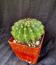 Wigginsia erinacea, cactus plant