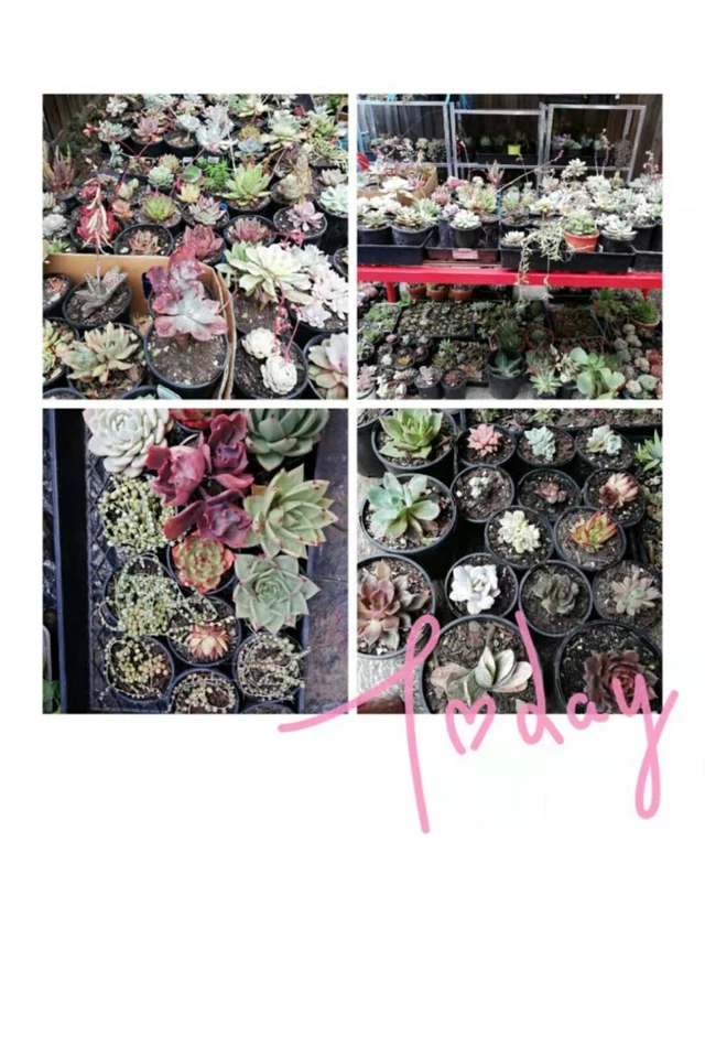 Gymnocalycium spegazzinii v.unguispinum 🏵 about 3cm rare Succulent - Image 4 of 4