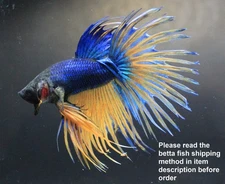 Live Betta Fish Pet Fancy Blue Yellow CT Crowntail Male Men Boy Quality Plakad A