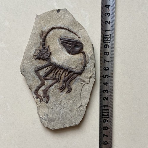 Einzigartiges und authentisches paläontologisches Fossil, Liaoxi Fossil C04 - Bild 2 von 3