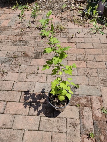 Lila rosa Rose von Sharon Pflanze Blume bewurzelt Hibiskus mehrjährig 20 cm im Topf - Bild 3 von 6