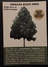 Indiana State Tree Tulip Tree Vintage Postcard