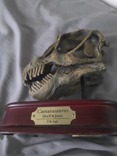 Dinosaur Fossil Skull Camarasaurus & Jaws Replica 1/4 Scale by DinoStoreus - Picture 2 of 5