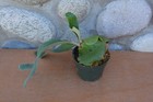 VERY RARE  HYBRID PLATYCERIUM HORN'S SUPRISE IN 4" POT - STAGHORN US GROWN — photo 2