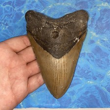 MEGALODON SHARK TOOTH 5.47 HUGE TEETH MEG SCUBA DIVER DIRECT FOSSIL NC 2416