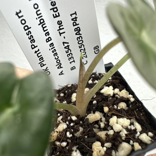 Alocasia Bambino Variegata Pink - very rare variegated aroid plant 03ABP41 - Picture 6 of 11
