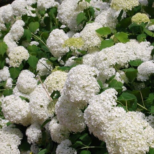 Hydrangea Annabelle Summer Flowering Deciduous Outdoor Garden Shrub Plant in Pot - Picture 2 of 20