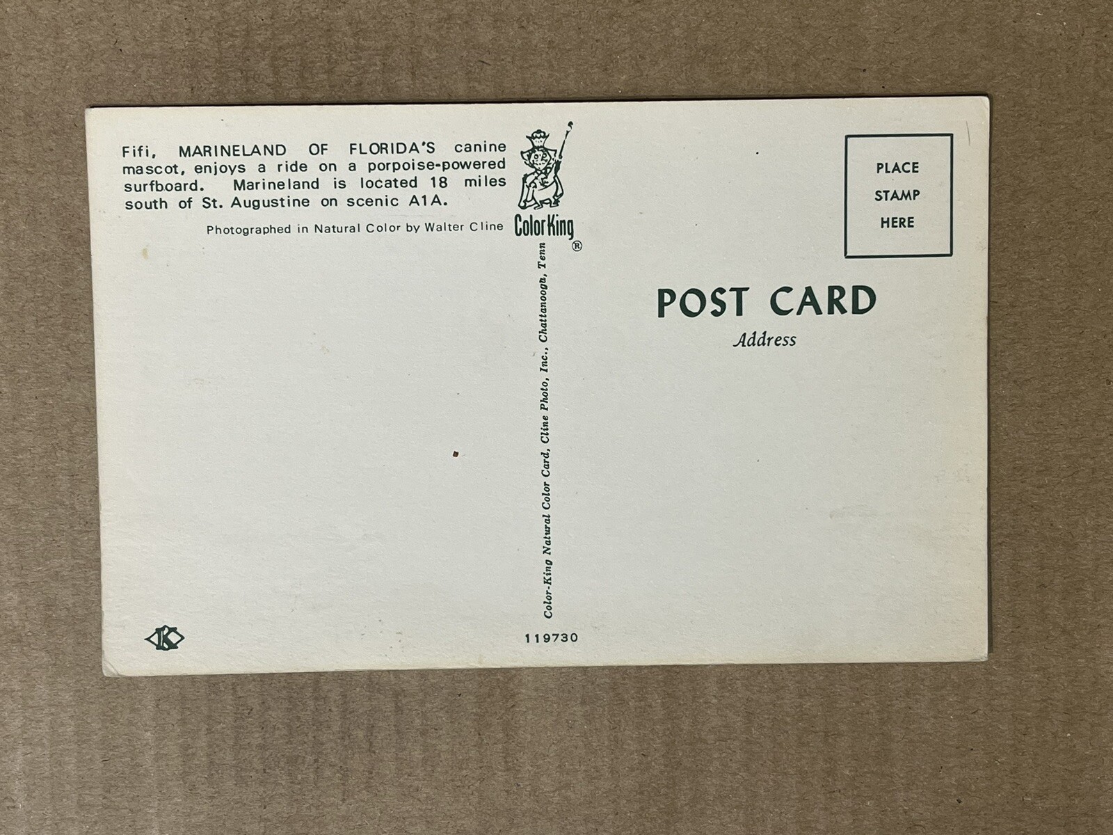 Postcard Florida Marineland Fifi Surfing dog Mascot Amusement Park Vintage PC